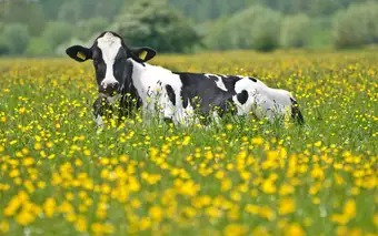 Натуральные фермерские продукты из деревни