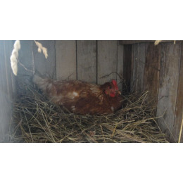 Яйцо куриное, деревенское