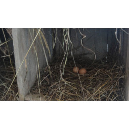 Яйцо куриное, деревенское