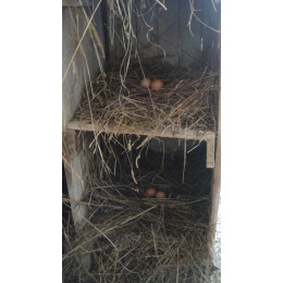 Яйцо куриное, деревенское