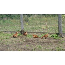 Яйцо куриное, деревенское