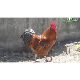 Яйцо куриное, деревенское