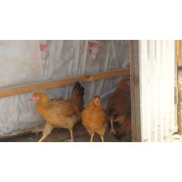 Цыпленок подрощенный