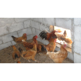 Цыпленок подрощенный