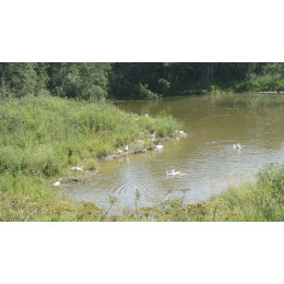 Деревенский гусь