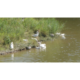 Деревенский гусь