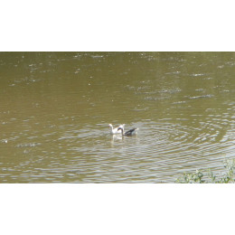 Деревенский гусь