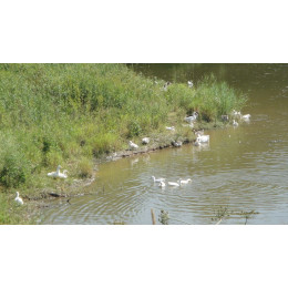 Деревенский гусь