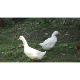 Домашняя утка