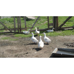 Домашняя утка