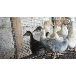 Домашняя утка