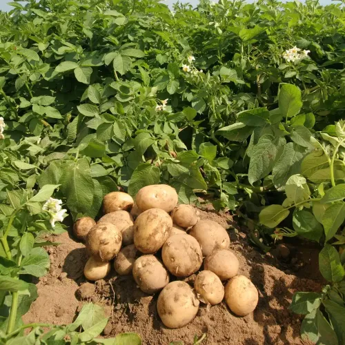 Картофель (молодой)
