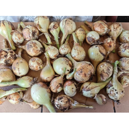 Лук «Салатный»