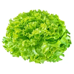Салат кустовой