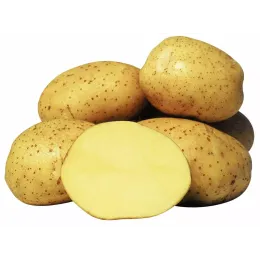 Картофель «Винета» желтый